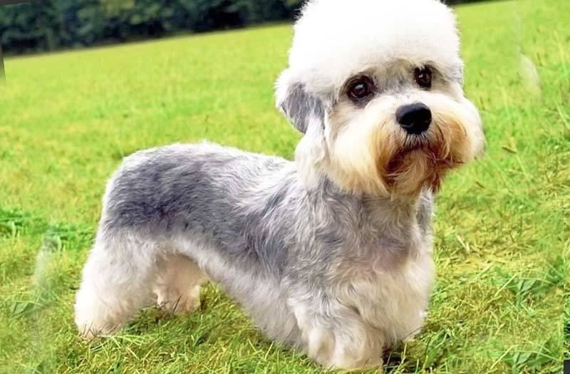 Рабочие норные породы собак: денди-динмонт-терьер