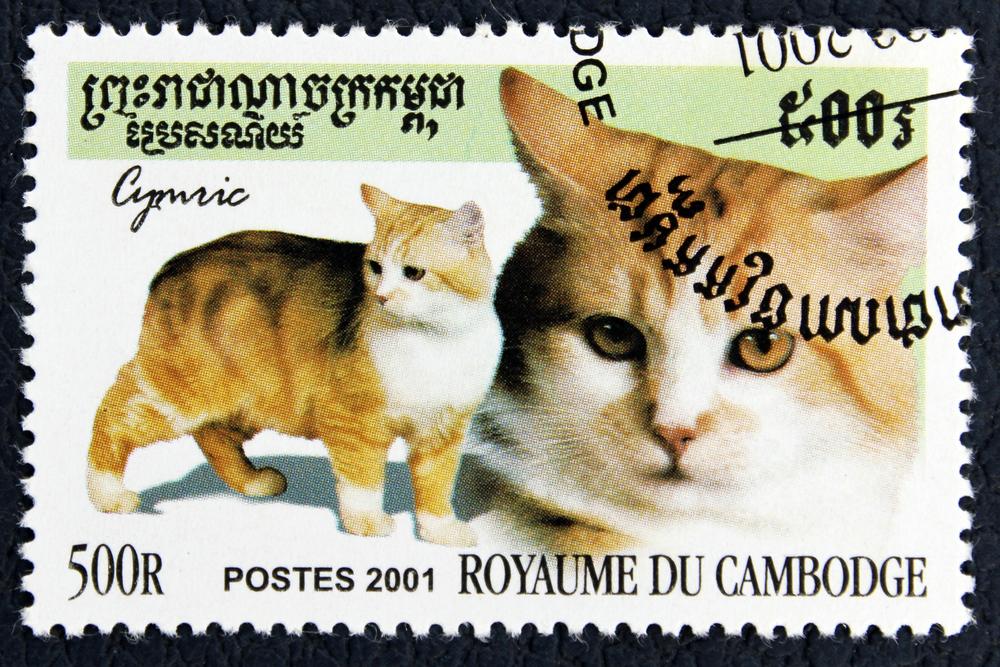 История происхождения породы кимрик