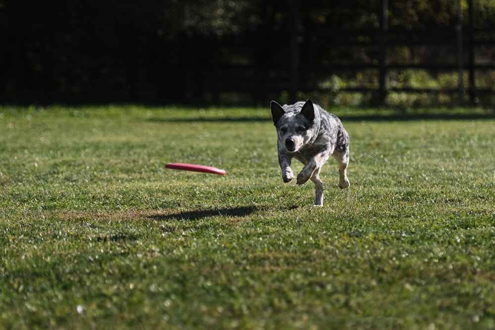 Австралийский хилер считается спортивной породой