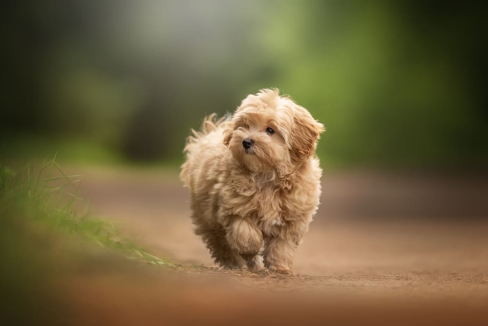 Болезнь влияет на то, сколько весит мальтипу