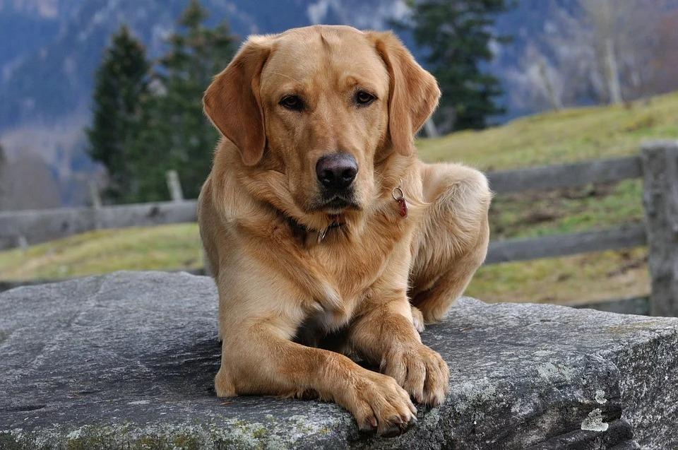 Собака золотистый ретривер описание породы характер