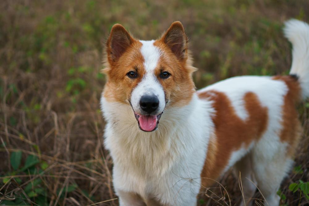 Темперамент тайского бангку
