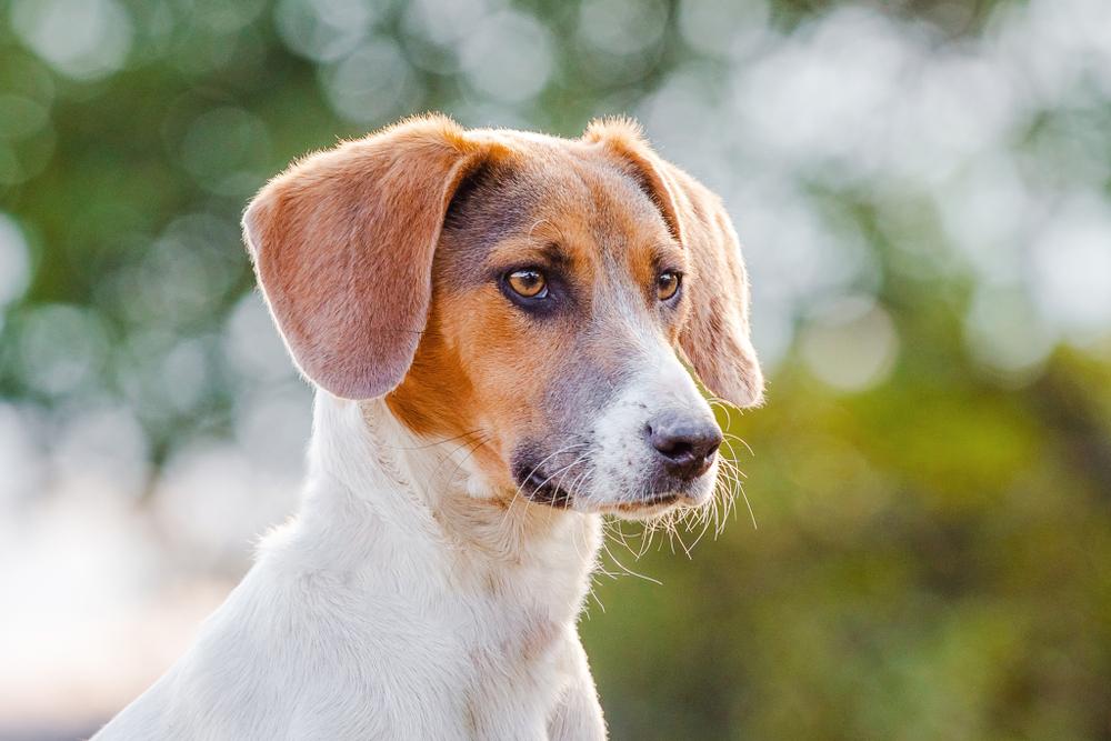 возможные заболевания эстонской гончей