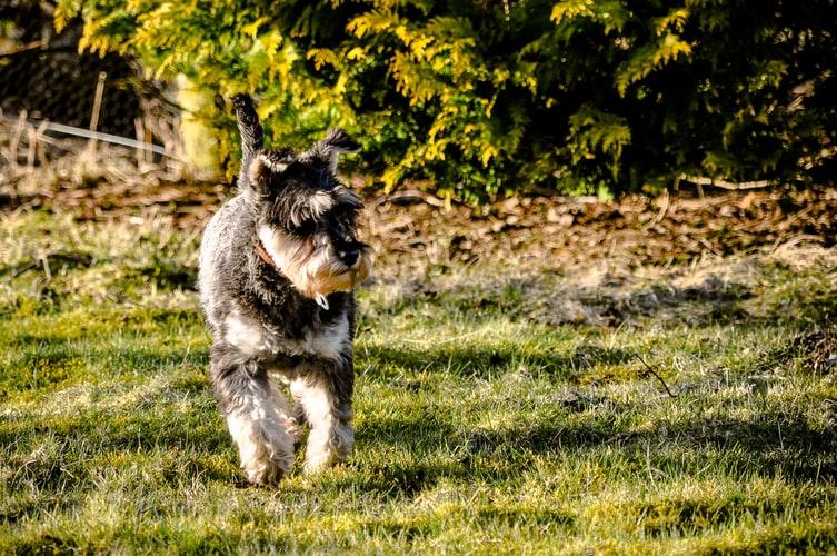 Блохи у собак