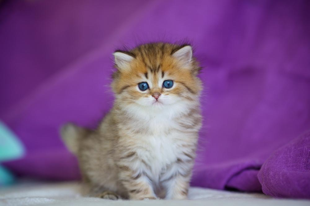 Как назвать пушистого кота-мальчика