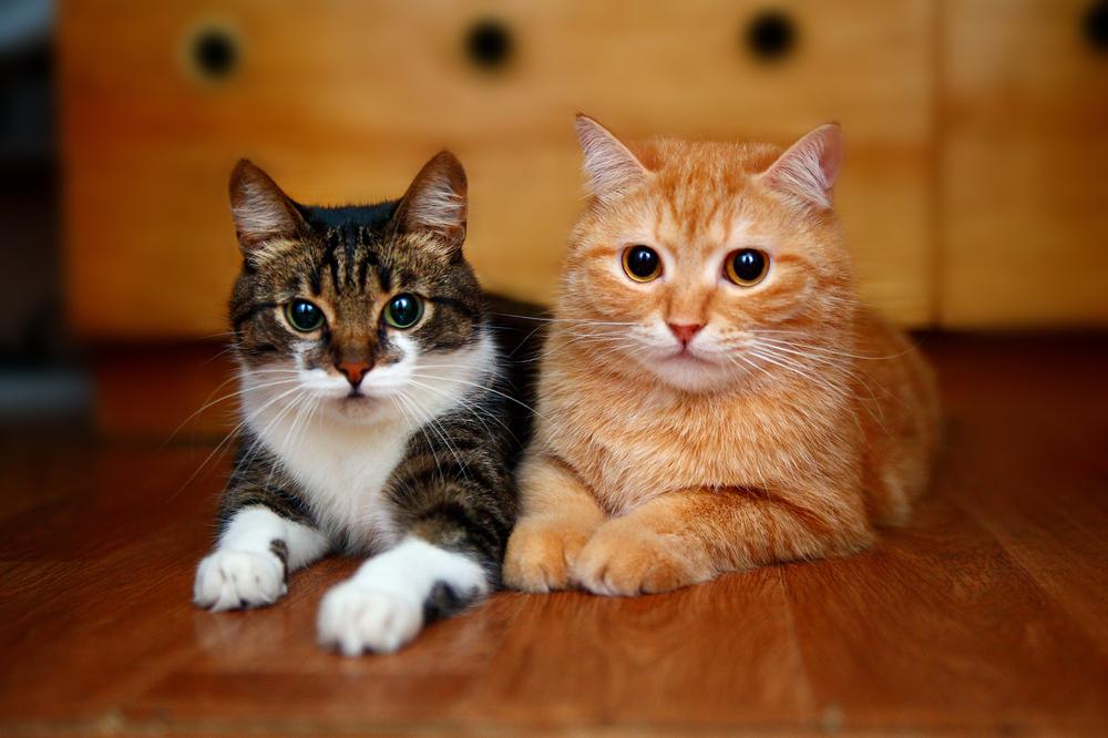 Вязка кошки с котом при первой течке