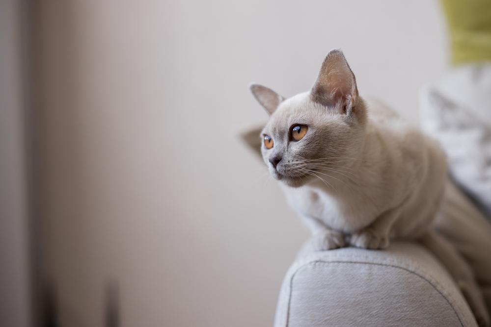 Окрасы европейской бурманской кошки: лайлак Окрасы европейской бурманской кошки: лайлак