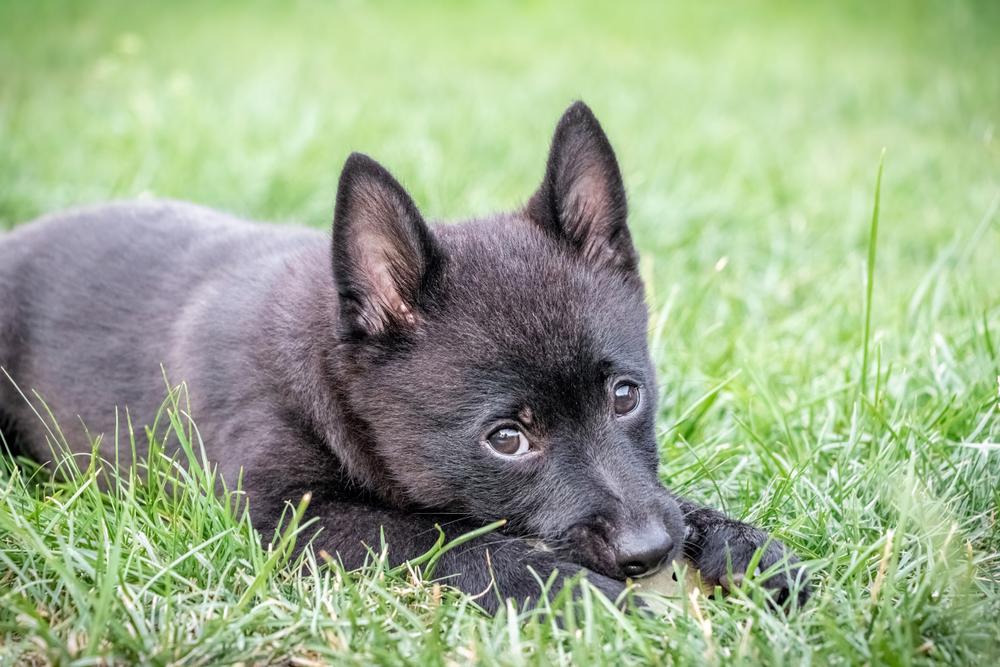 Советы по выбору щенка шипперке