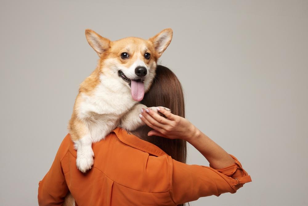 Воспитание не позволит корги стать злым