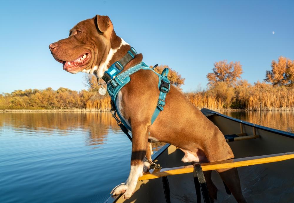 Что делать, если питбультерьер стал агрессивным?