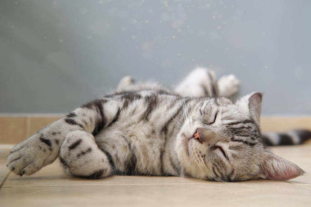 Неприхотливые породы кошек для квартиры: американская короткошерстная