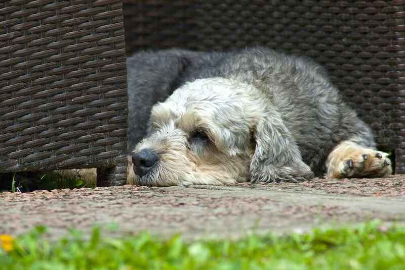 Какова история породы денди-динмонт-терьер?