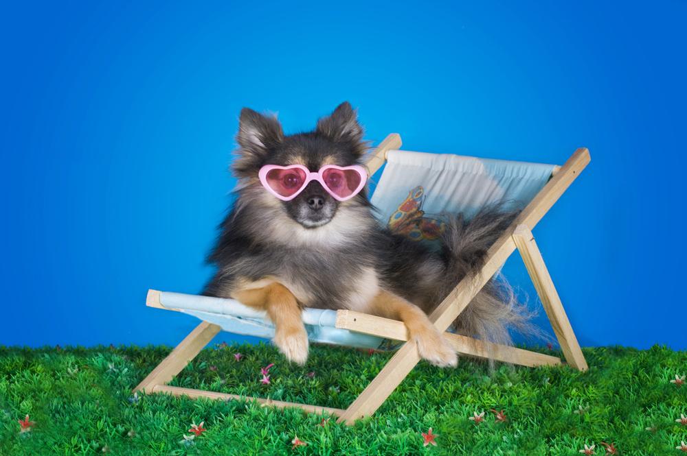 Редкие и запрещенные окрасы померанских шпицев: голубой с подпалом Редкие и запрещенные окрасы померанских шпицев: голубой с подпалом