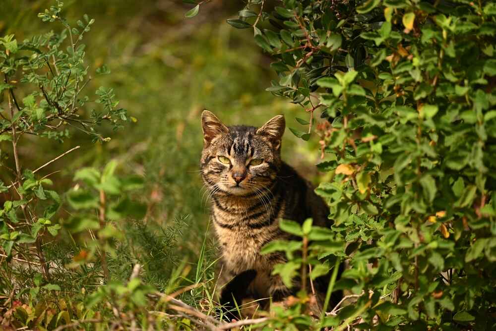 Уход влияет на то, сколько живет европейская кошка