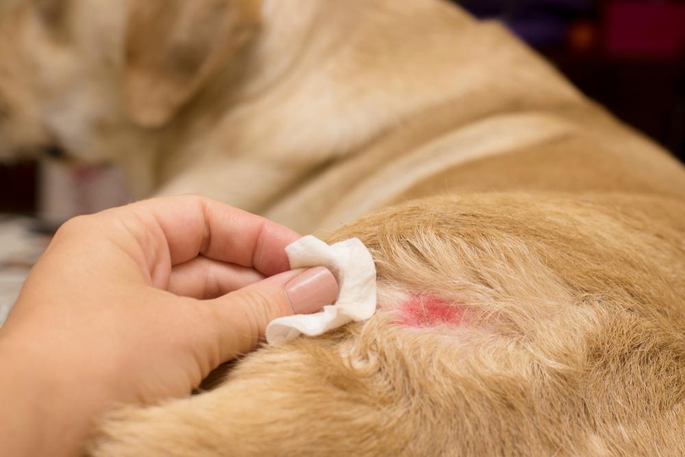 как лечат разные виды дерматита у собак