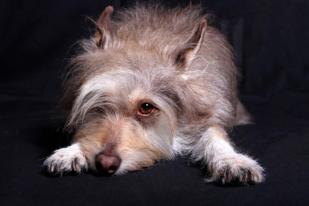 Почему собака прячется в темные места Почему собака прячется в темные места