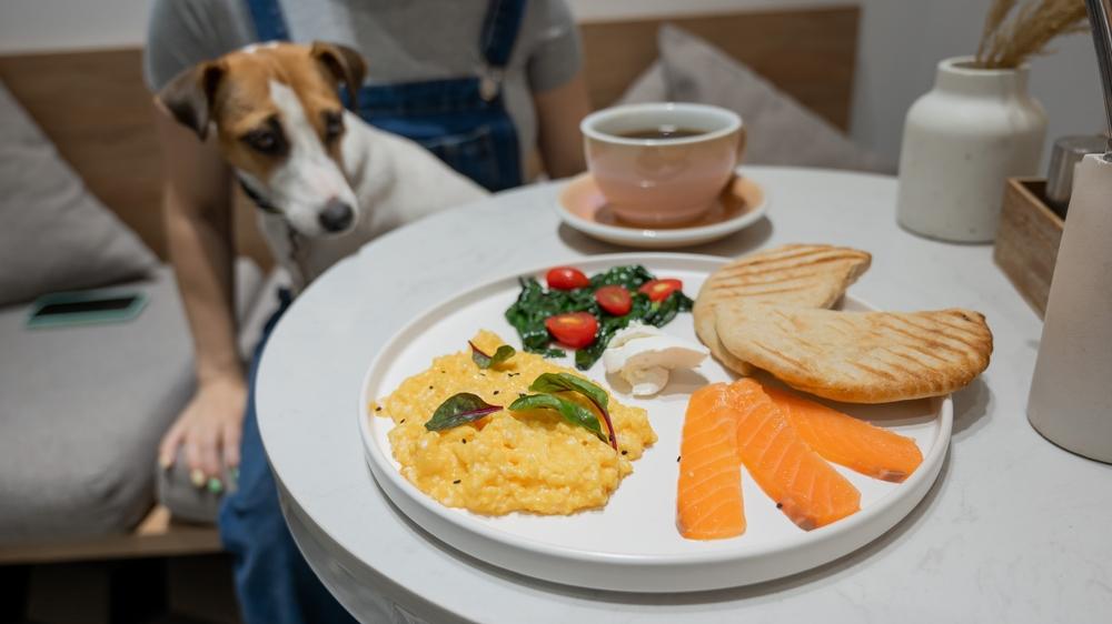 Запрещенные продукты для джек-рассел-терьера Запрещенные продукты для джек-рассел-терьера