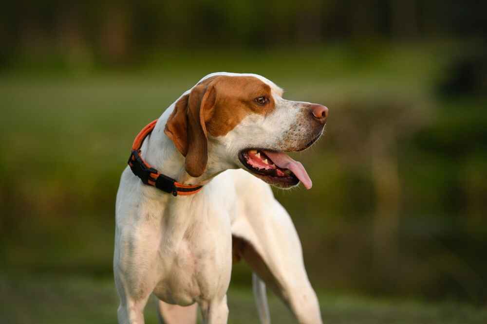 Какой интеллект у пойнтера?