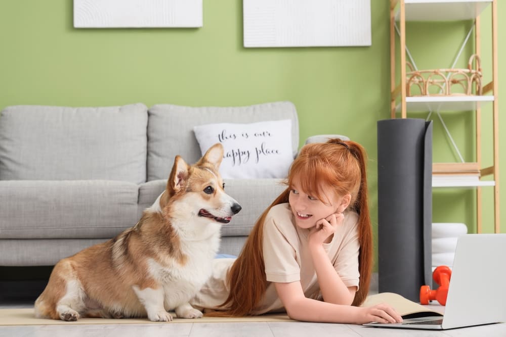Владельцу важно знать, сколько по времени длится беременность у корги
