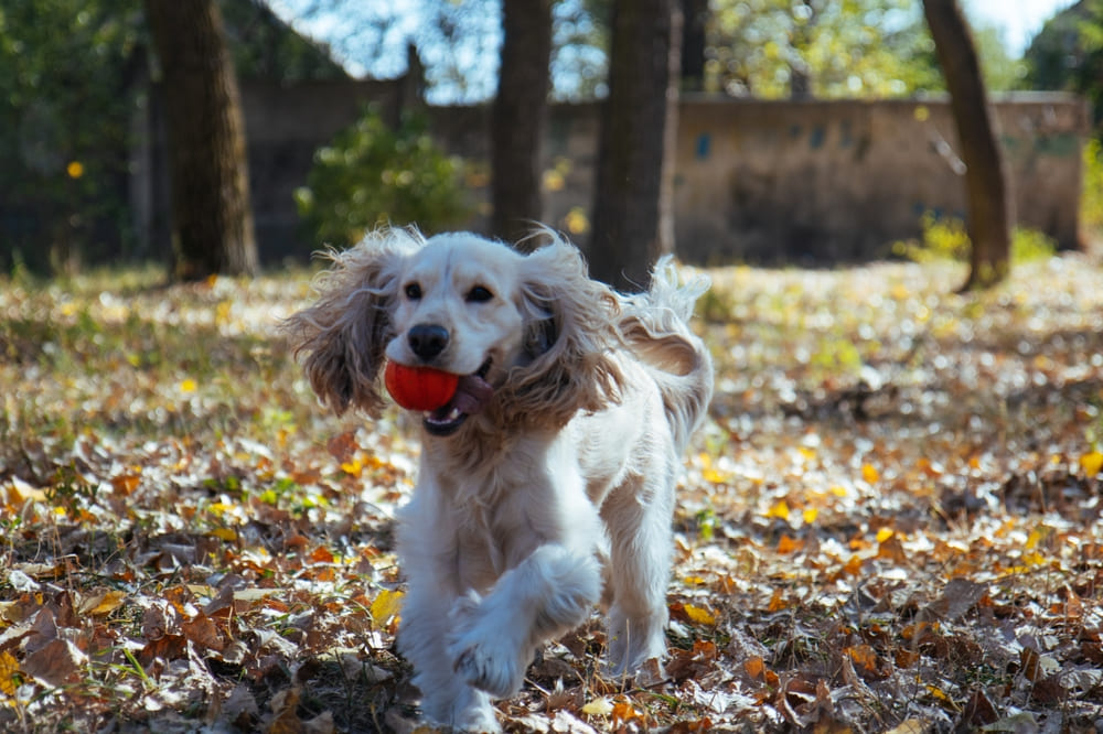 У кокер-спаниеля может диагностироваться болезнь почек