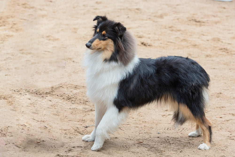 Энергичная собака колли