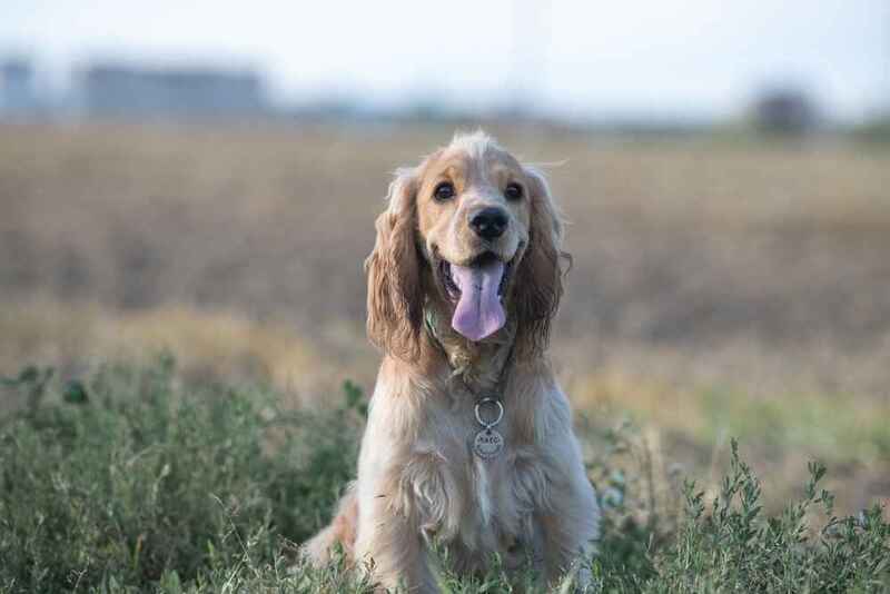 Вес английского кокер-спаниеля может увеличиваться