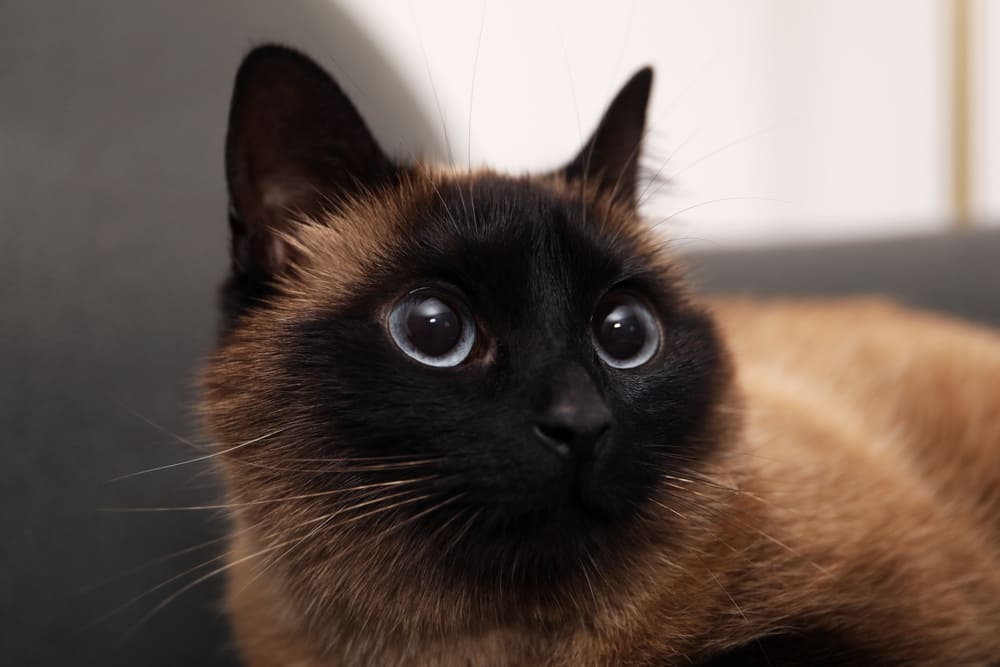 Болезни влияют на то, сколько проживет тайская кошка