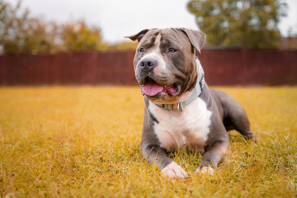 У амстаффа менее широкий череп, чем у питбуля