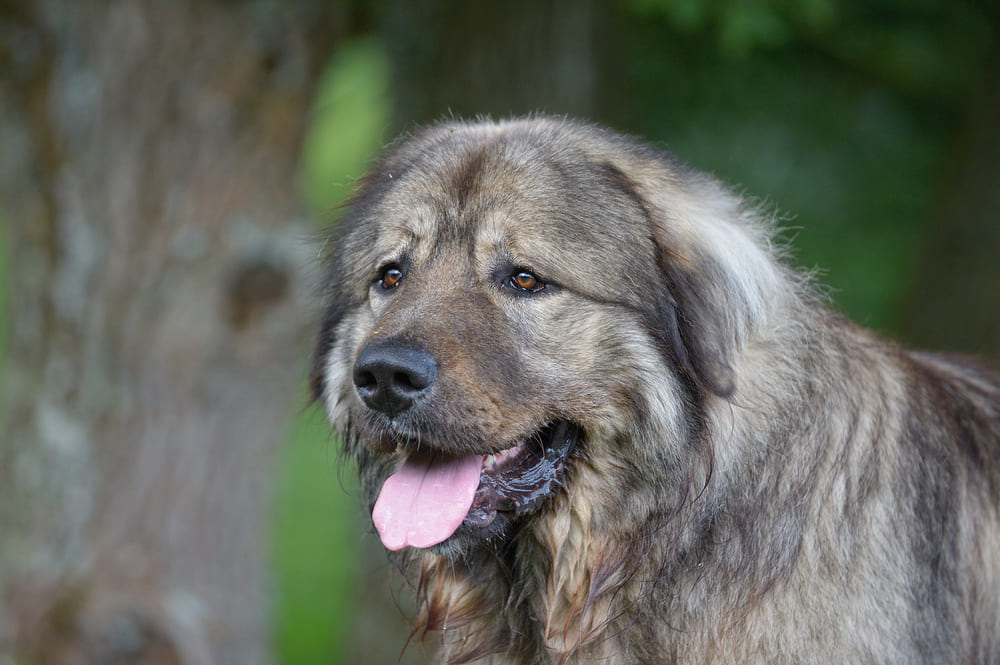На то, сколько живут кавказские овчарки, влияют разные факторы
