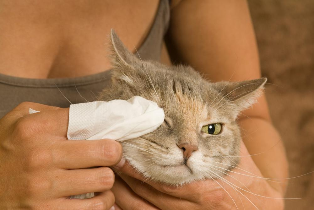 Лечение конъюнктивита у кошек мазями