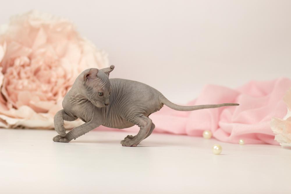 Кошки с необычным шерстным покровом: эльф