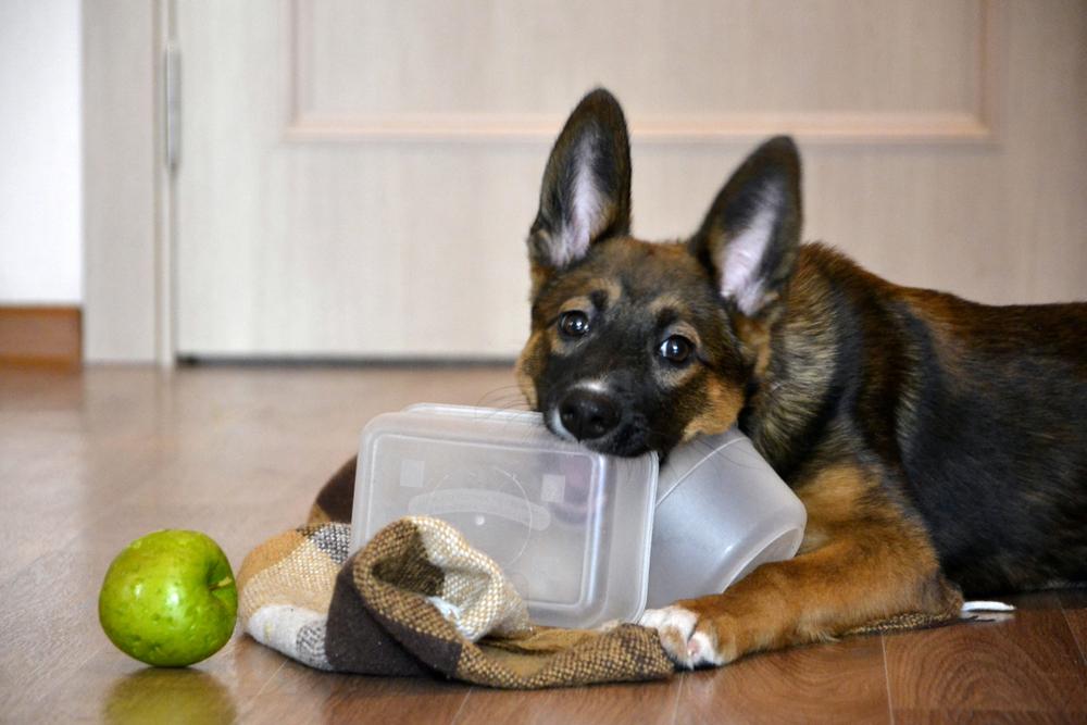 Что нужно знать перед заведением собаки Что нужно знать перед заведением собаки