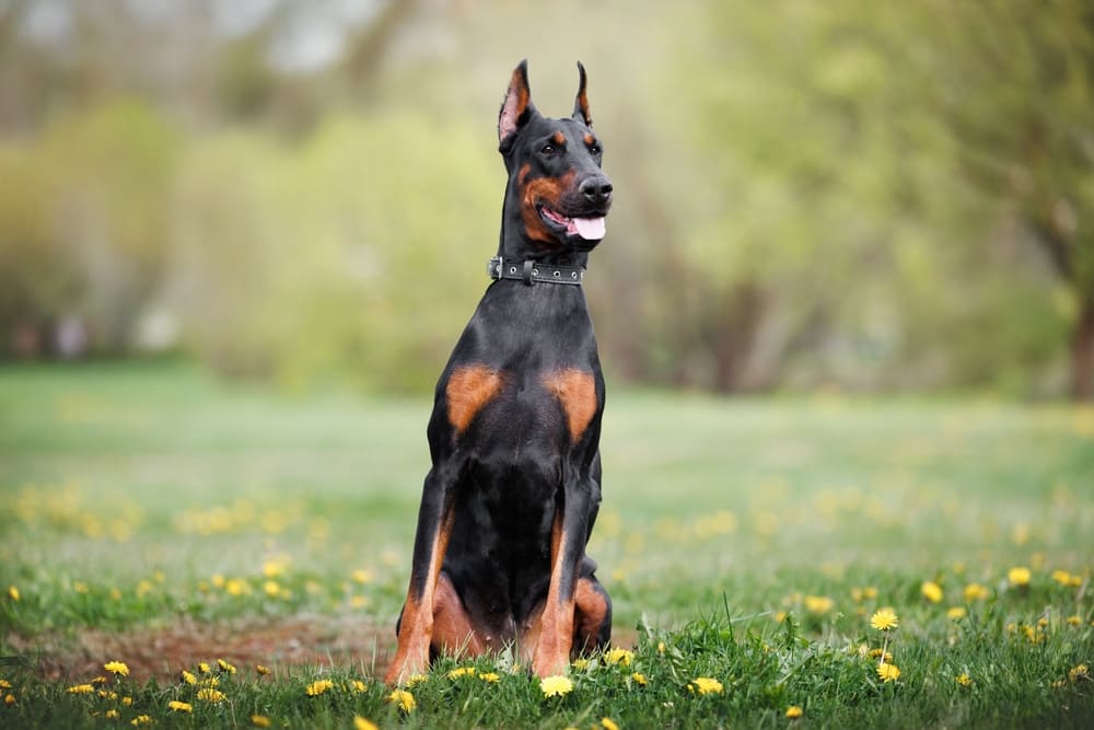 Первая течка у добермана свидетельствует о половой зрелости собаки