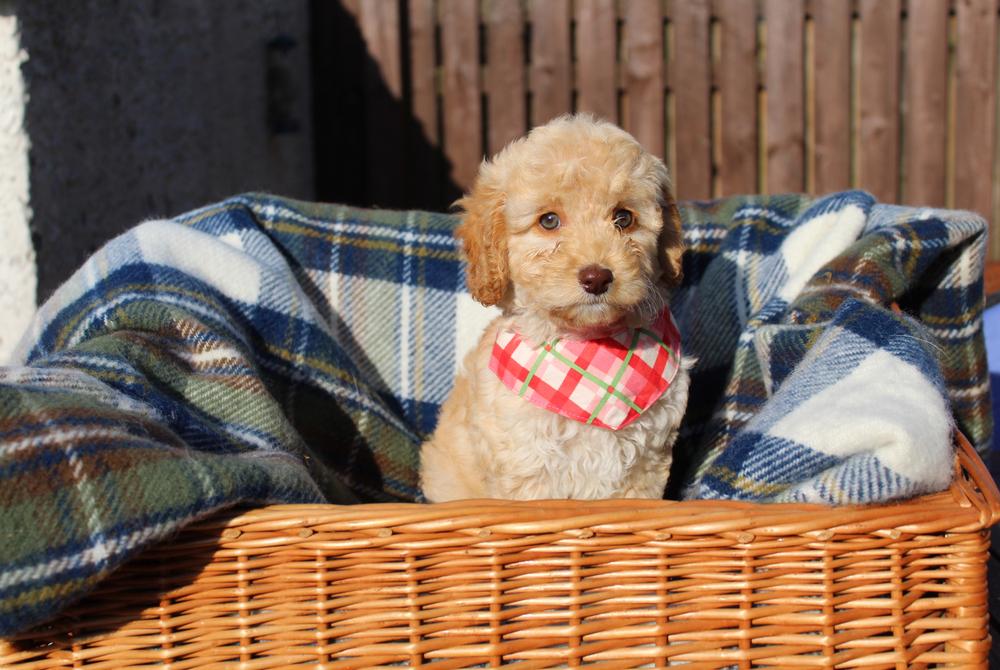 Советы по выбору щенка кокапу
