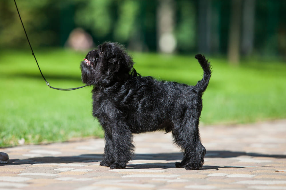 Affenpinscher