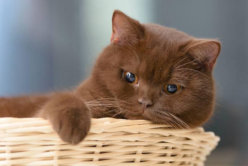 Самые неприхотливые породы кошек для квартиры: британская Самые неприхотливые породы кошек для квартиры: британская