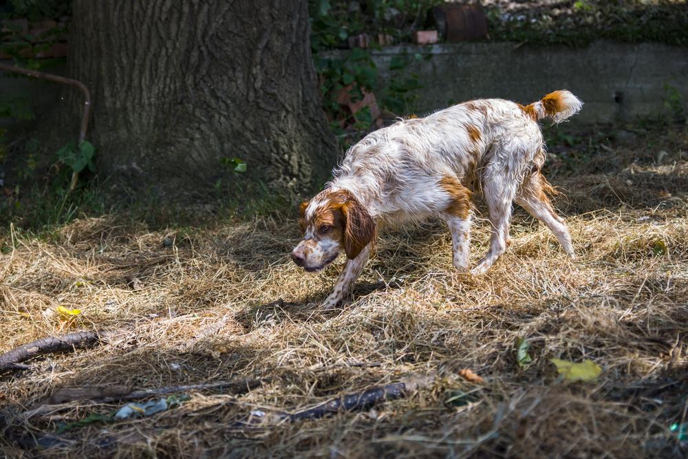 Дрессировка бретонского эпаньоля 