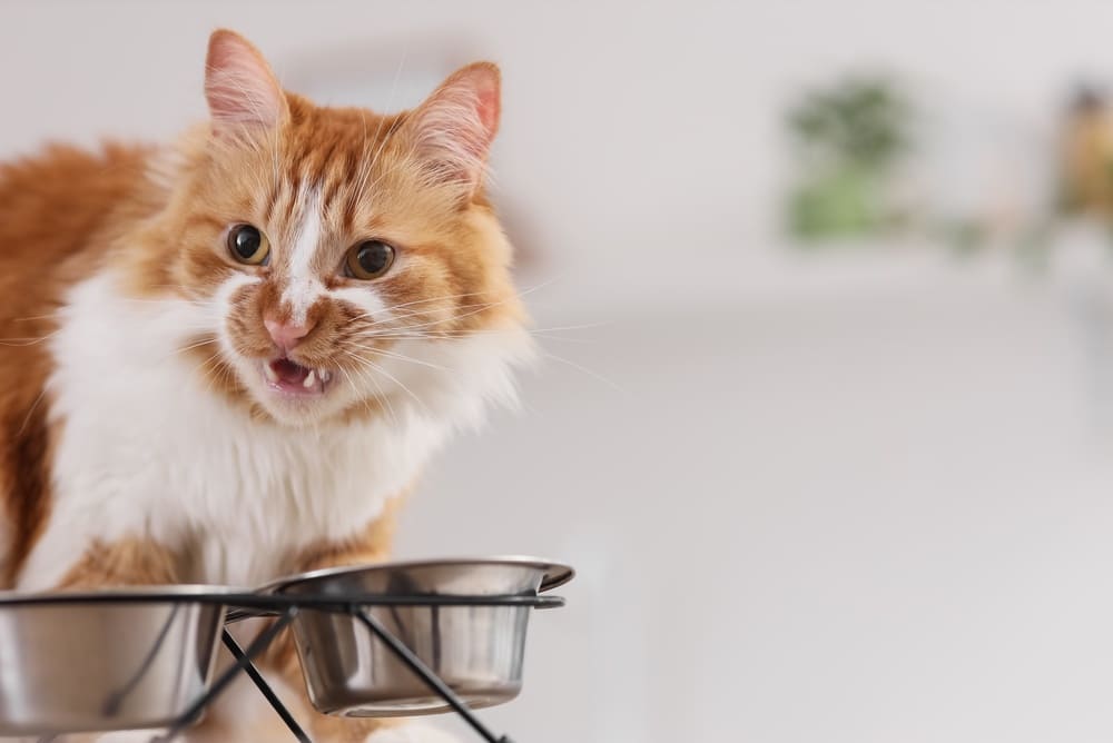 Важно быть уверенным, сколько меда можно кошке