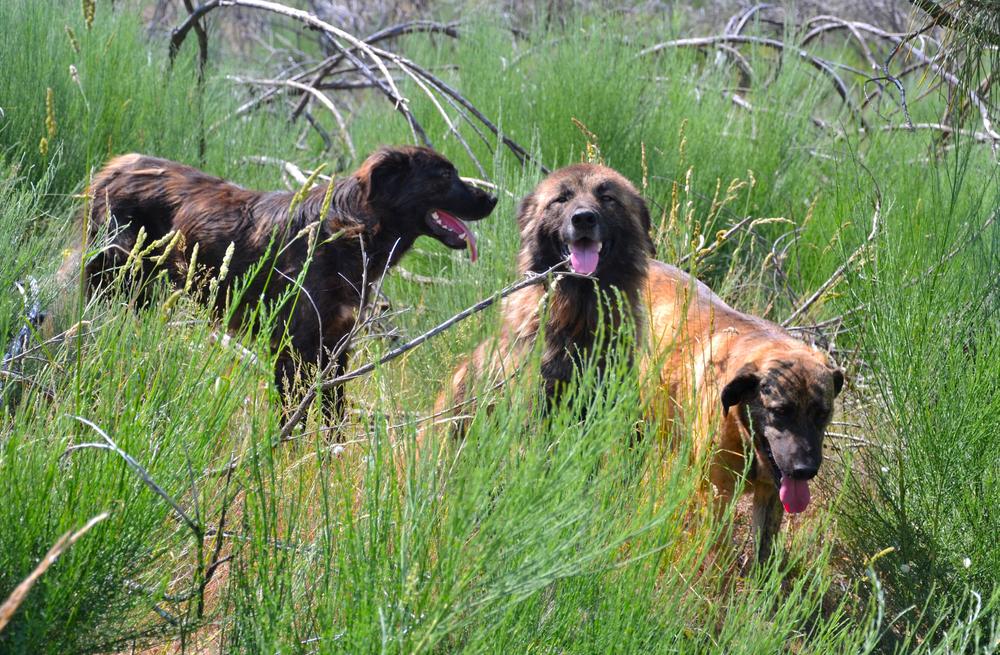 Характер эштрельской овчарки