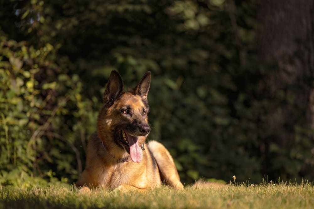 Вязка немецкой овчарки в первую течку нежелательна