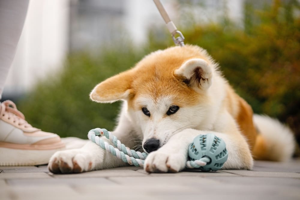 Кастрация влияет на то, сколько проживет акита-ину