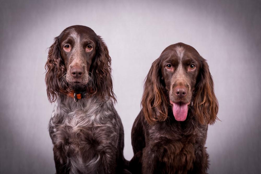 Характер вахтельхунда