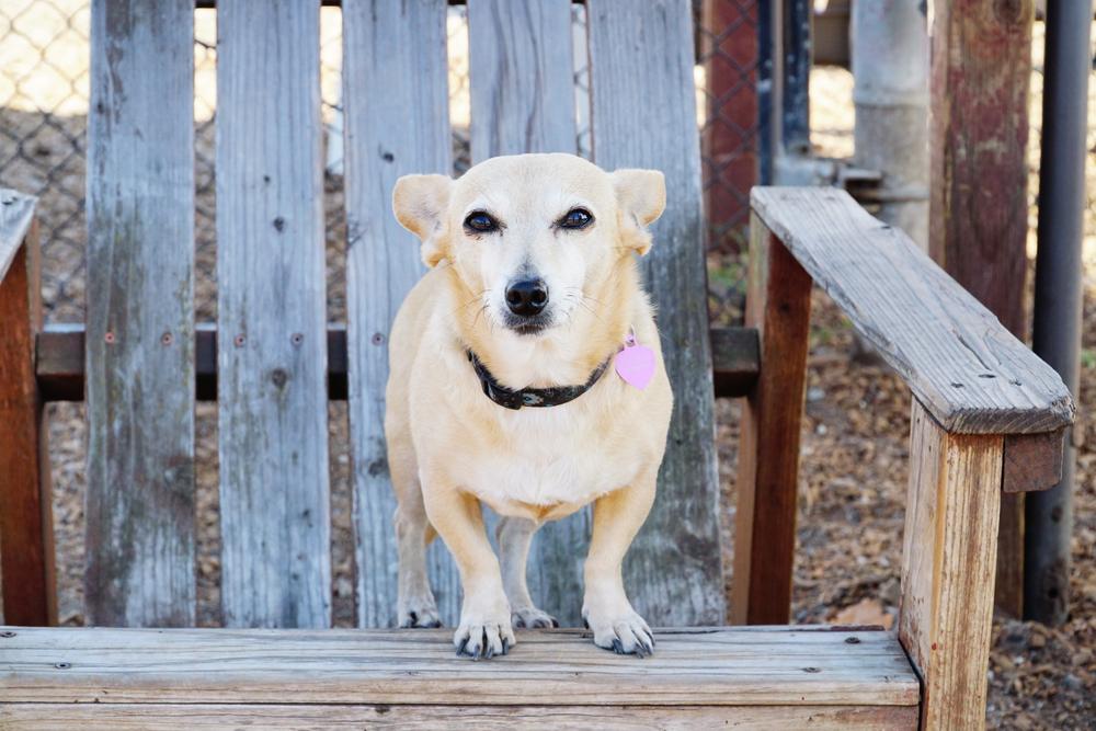Выгул и активность чивини