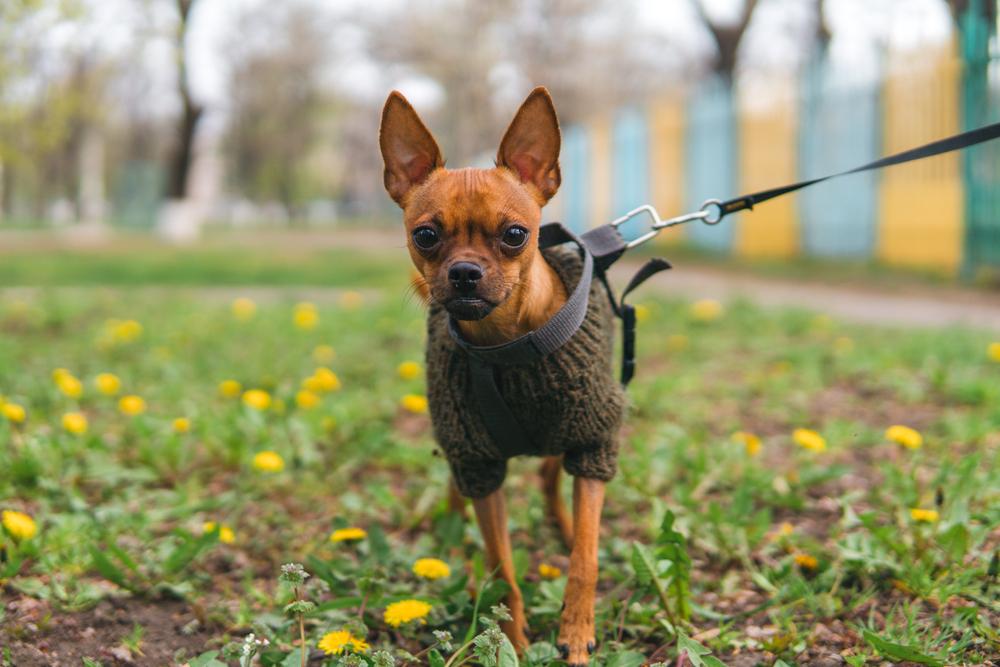 Имена для мальчиков той-терьеров по алфавиту Имена для мальчиков той-терьеров по алфавиту