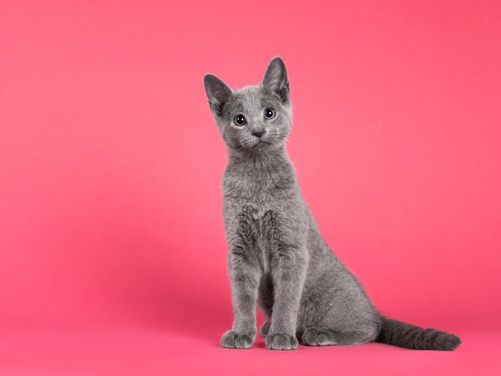 что нельзя давать котенку в 3-4 месяца что нельзя давать котенку в 3-4 месяца