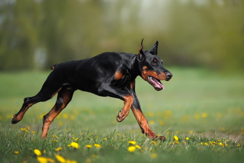 Течка у добермана проходит циклично