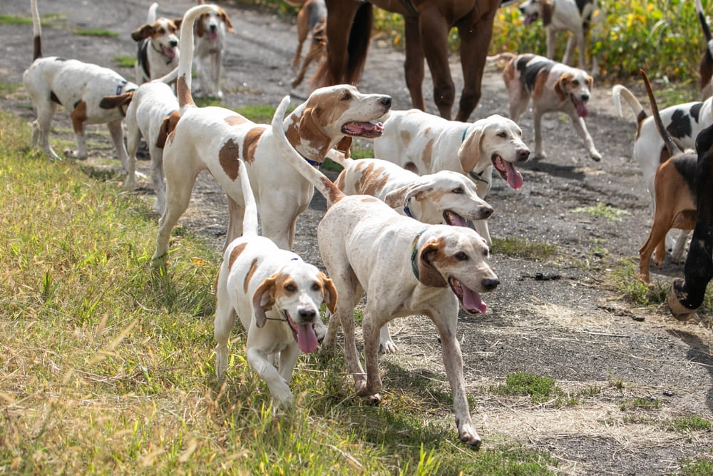 Какой характер у фоксхаунда?