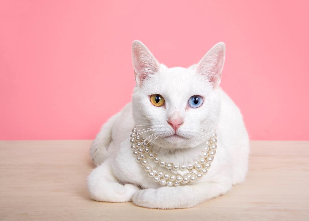 ТОП самых дорогих домашних кошек: као мани