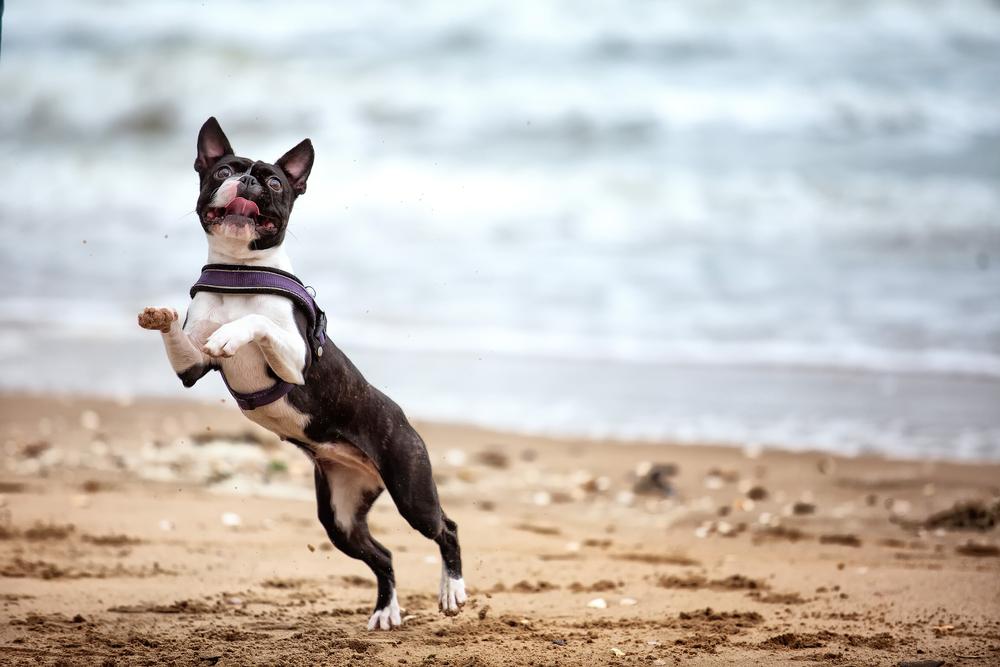 Самые игривые породы собак: бостон-терьер