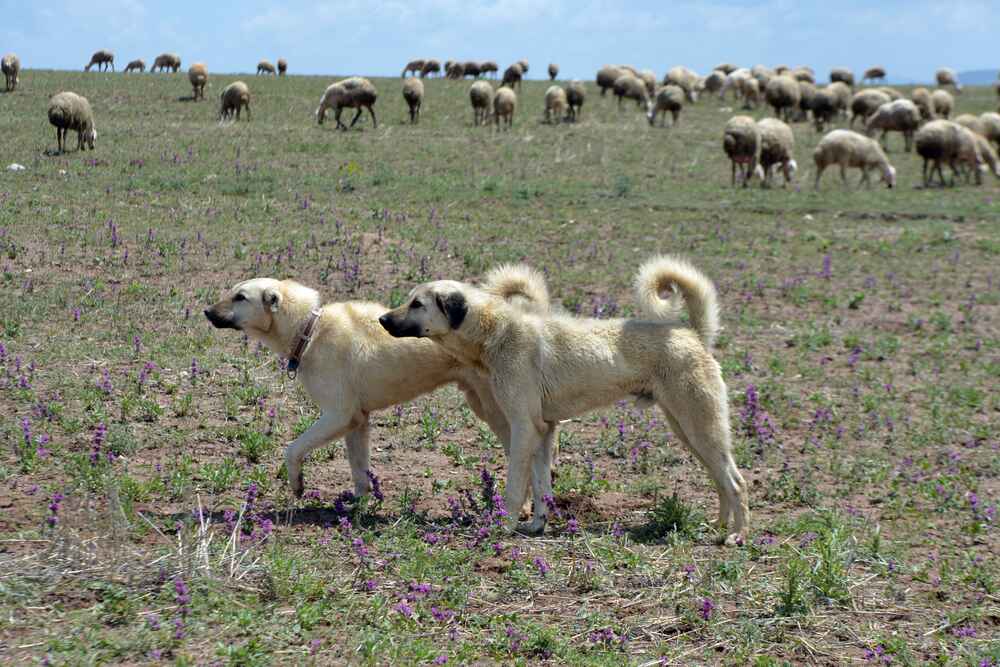 Два турецких кангала на улице